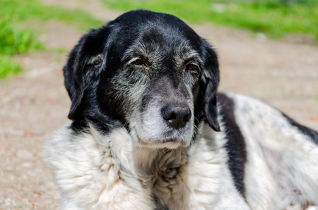 portrait of a dogの写真素材