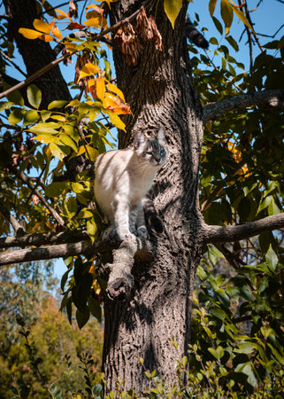 Cat on a tree. Climbing catの写真素材