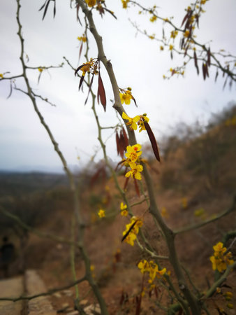 yellow flowers on some branches in a dry field in the city of Chiclayo in northern Peru during a...