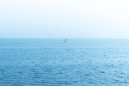 A lonely seagull flew in the hazy seaの写真素材