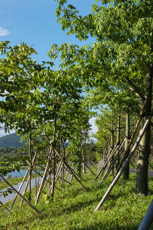 Green forest landscape in park