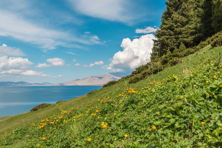 Grassland hillside