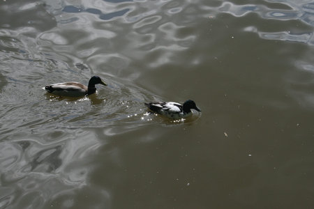 ducksの写真素材