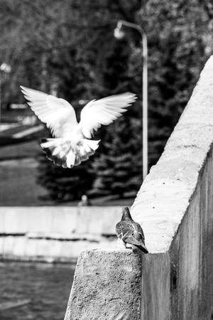 A couple of pigeons on the parapet. White dove with wings outstretched, like an angel.の写真素材