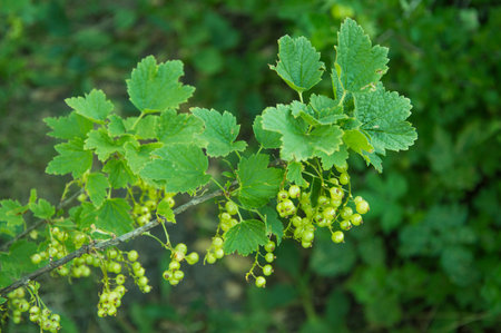 branch currant and blur the background on the backの写真素材