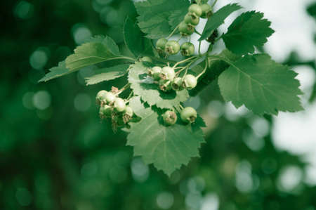 branch  hawthorn and blur the background on the backの写真素材
