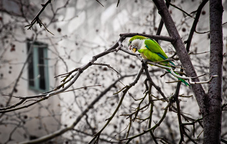 Green parrot is sitting in the tree