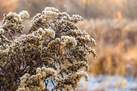 Wild grass on the edge of a meadow and forest
