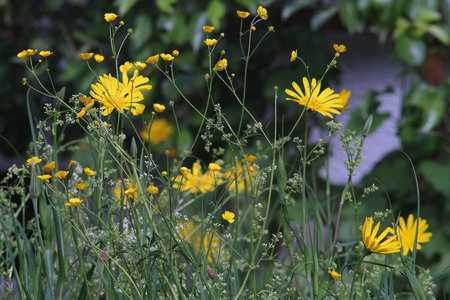 Save the bees with a flower meadow in the gardenの写真素材