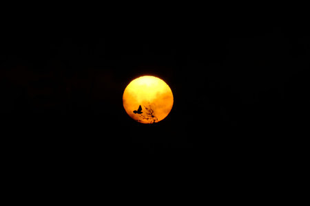Sunrise with a flying dove