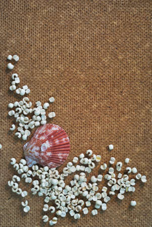 shell and wood backgroundの写真素材