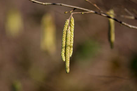 Blooming hazel tree on blurry brown backgroundの写真素材