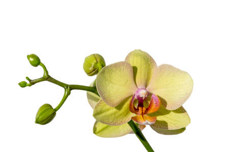 Beautiful yellow phalaenopsis orchid on white backgroundの写真素材