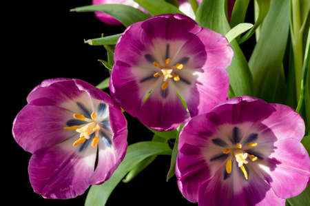 Purple Tulip close-up in natural afternoon sunlightの写真素材