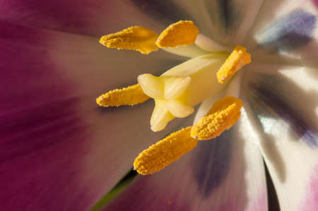Purple Tulip close-up in natural afternoon sunlightの写真素材