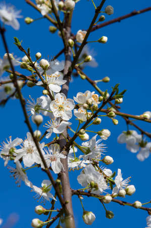 Blackthorn Prunus spinosa blossom in spring in front of blue skyの写真素材