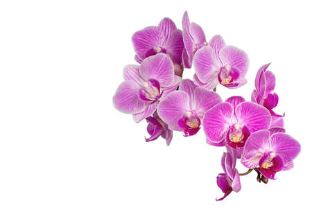 Extreme Depth of Field Photo of Purple Orchids Isolated on White Backgroundの写真素材