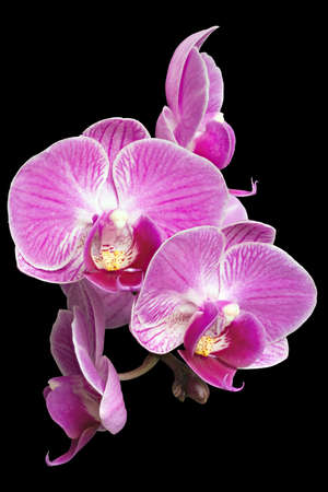 Extreme Depth of Field Photo of Purple Orchids Isolated on Black Backgroundの写真素材