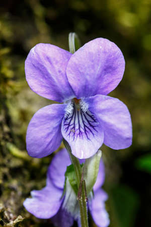 wild growing  violet pansy flower in front of dark green backgroundの写真素材