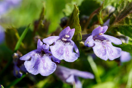 Ground-ivy flower in front of blurry green backgroundの写真素材