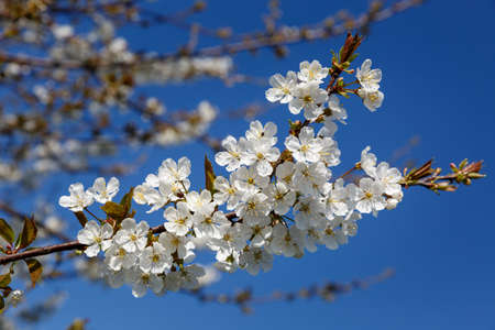 Branch of cherry blossoms against  a blue skyの写真素材