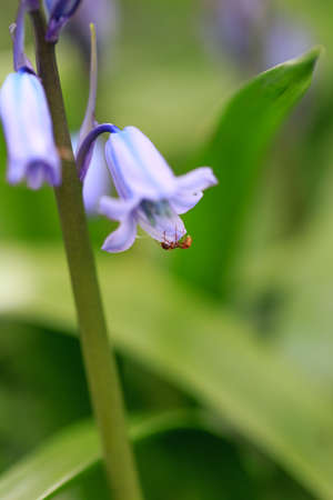 Close detail of a blue Hyacinth flower with red ant and blurry backgroundの写真素材
