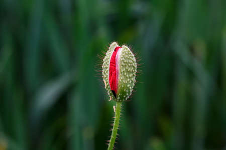 Bud of closed red poppy flower isolated on green blurry backgroundの写真素材