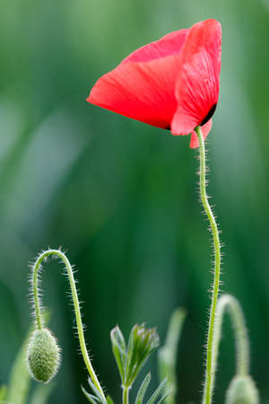 Red poppy flower on green natural blurry backgroundの写真素材