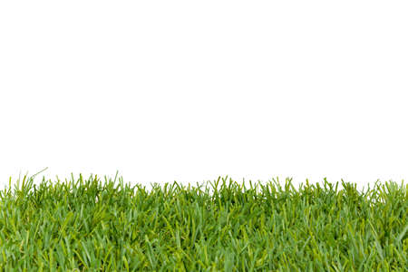 Green grass Isolated on white studio shotの写真素材
