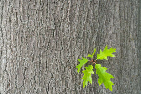 Yellow oak leaves against a background of oak bark. Autumn in an oak grove. Copy spaces.の写真素材