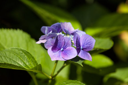 Closeup of blooming purple hortensia flower hydrangea serrata flower with natural green background....
