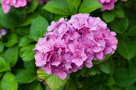Closeup of blooming pink hortensia flower hydrangea flower with natural green background. Shallow depth of field.の写真素材