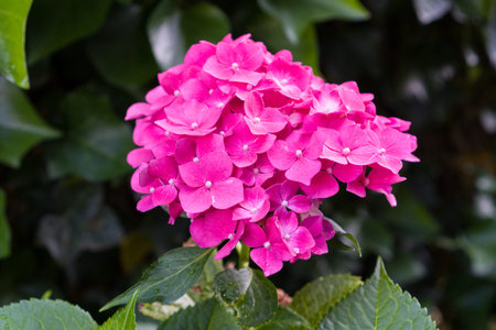 Closeup of blooming pink hortensia flower hydrangea flower with natural green background. Shallow...