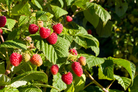 Closeup of raspberry branch with ripe berries in sunlight. Shallow depth of field. Copyspace.