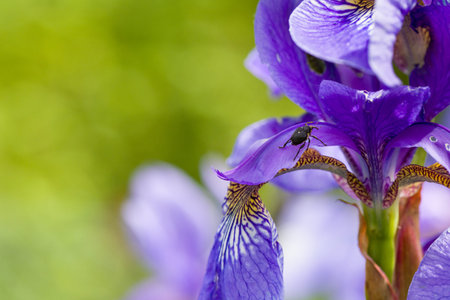 Closeup of weevil snout beetle visiting blooming purple iris sibirica sibirian iris in spring in...