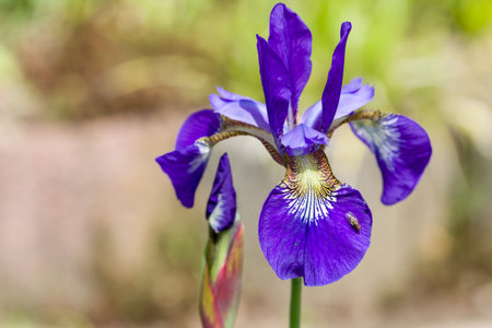 Closeup of blooming purple Iris sibirica sibirian iris with little fly in front of natural green and...