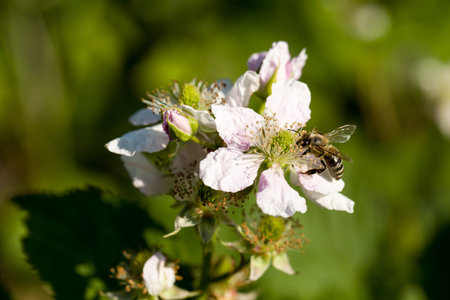 Closeup of apis honey bee visiting flower rubus in spring in front of natural green background. Selective focus. Shallow depth of field.の写真素材
