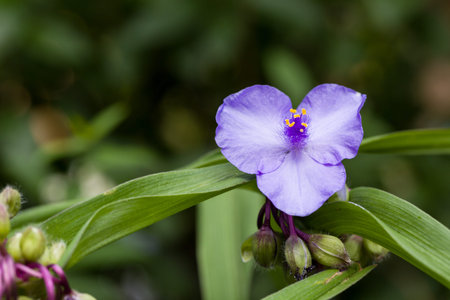 Close up of blooming blue garden tradescantia spiderworts flower with natural green background and copyspace. Selective focus. Shallow depth of field.の写真素材