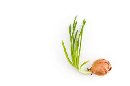 Germinated onion on white background. Studio Shot.の写真素材