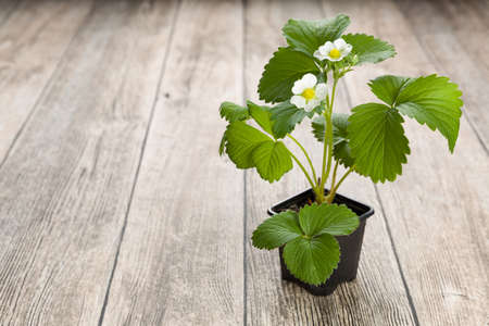 Close up of potted blooming strawberry plants on wooden background. Selective focus. Shallow depth of field.の写真素材