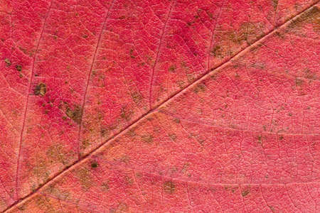 Close up of abstract maple autumn leave background. Studio Shotの写真素材