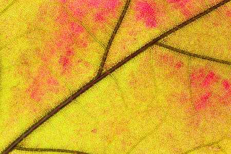 Close up of abstract maple autumn leave background. Studio Shotの写真素材