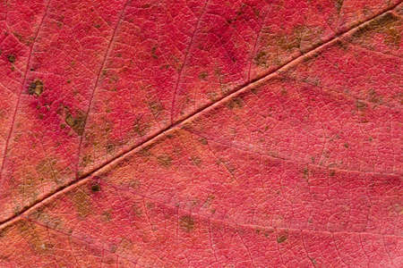Close up of abstract maple autumn leave background. Studio Shotの写真素材