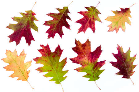 Colorful maple autumn leaves on white background. Studi Shotの写真素材