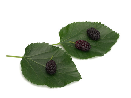 Mulberry berries on leaves Isolated on white background