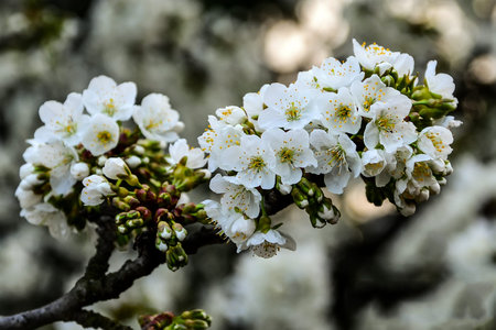 cherry blossom