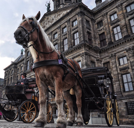 Amsterdam with horse