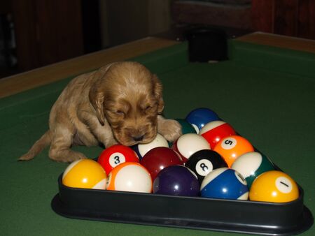 Golden cocker spaniel puppy on pool tableの写真素材