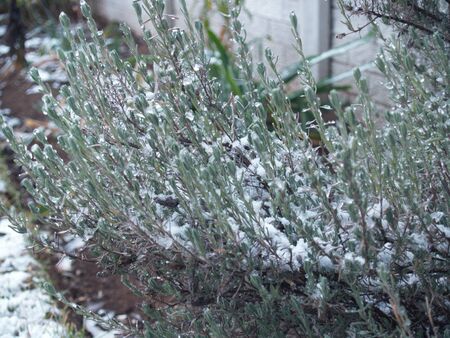 Lavender with iceの写真素材