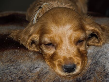 Golden cocker spaniel puppy faceの写真素材